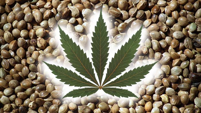 Hemp Seed Oil Seeds