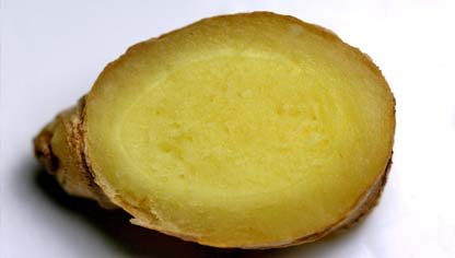 Zingiber officinalis