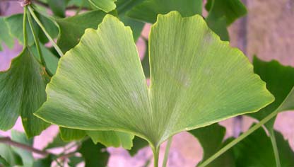 Ginkgo biloba